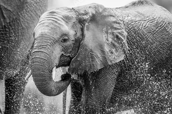 Fototapeta Pijący słoń.