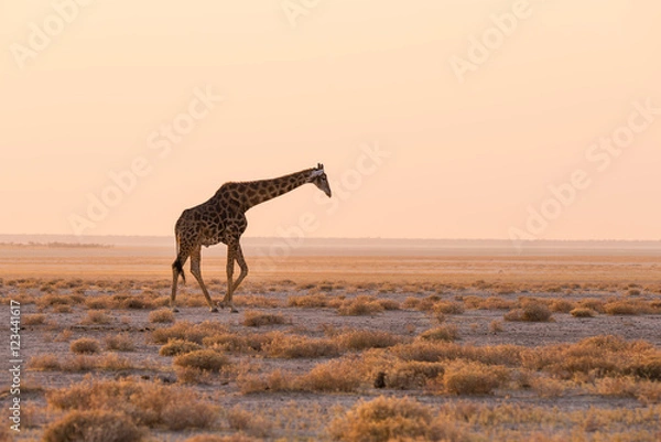 Fototapeta Żyrafa spacerująca po krzakach na pustynnej patelni o zachodzie słońca. Safari dzikiej przyrody w Parku Narodowym Etosha, głównym celu podróży w Namibii w Afryce. Widok profilu, malownicze miękkie światło.