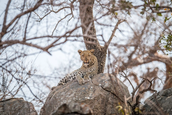 Fototapeta Leopard on the rocks.