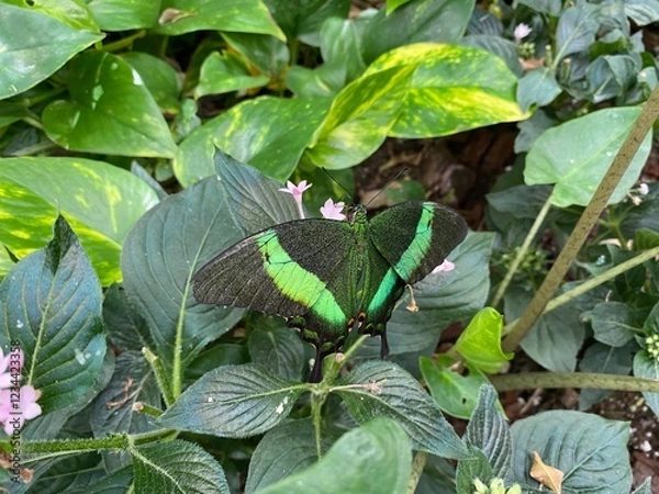 Obraz Farfalla -  Palinuro