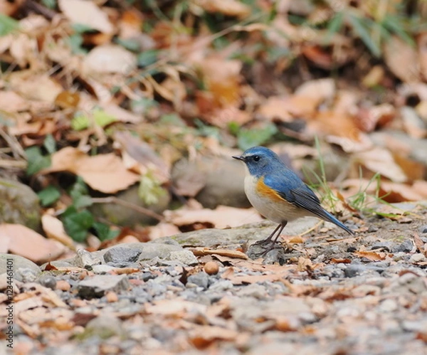 Obraz ルリビタキ