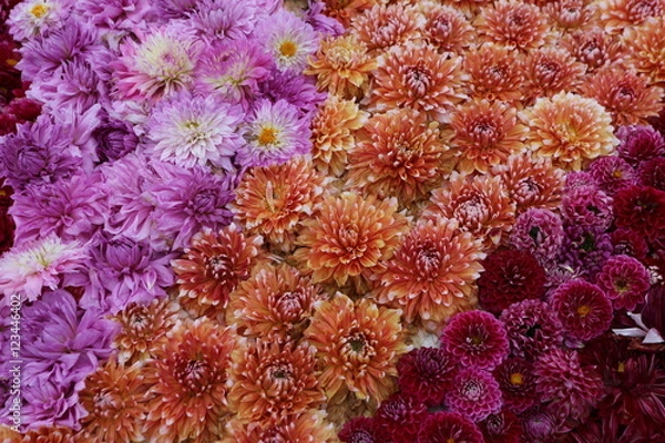 Fototapeta ダリアの花絨毯