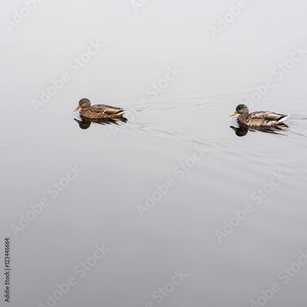 Obraz Silent swimming