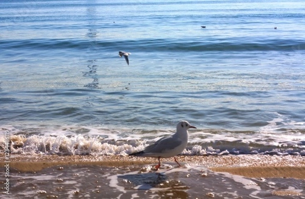 Obraz 부산 갈매기 (Busan common gull)
