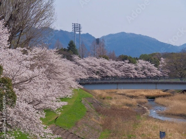 Fototapeta 桜のある風景