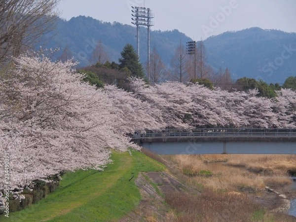 Fototapeta 桜のある風景