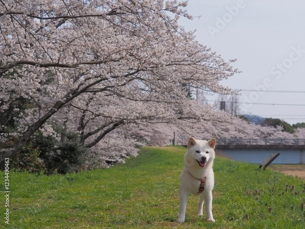 Fototapeta 桜と柴犬