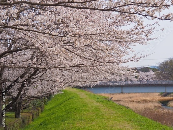 Fototapeta 桜のある風景