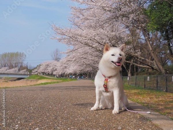 Obraz 桜と柴犬