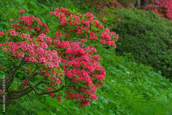 Fototapeta ツツジ