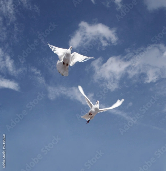 Obraz Pigeon fly