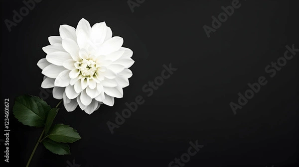 Fototapeta Elegant white dahlia on black background, space for text; sympathy card design