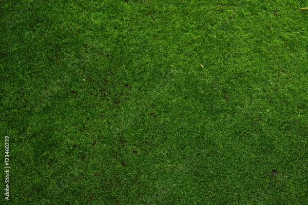 Obraz green moss background