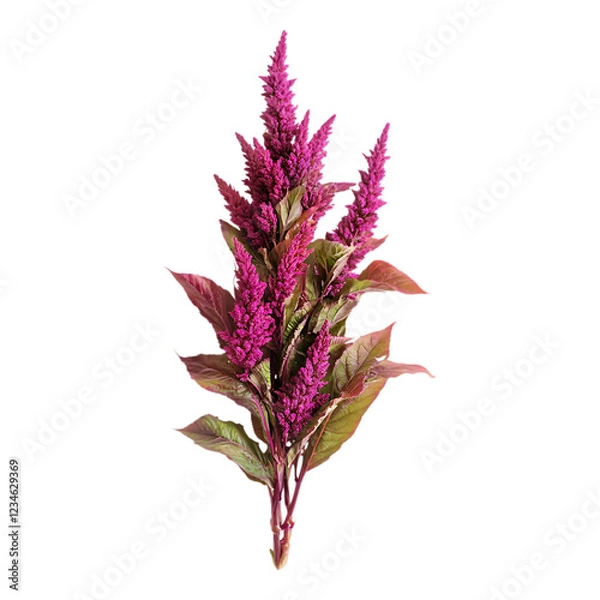 Fototapeta PNG Amaranth Blooms Against Transparent Background for Floral Design, Botanical, or Nature-Inspired Branding Projects
