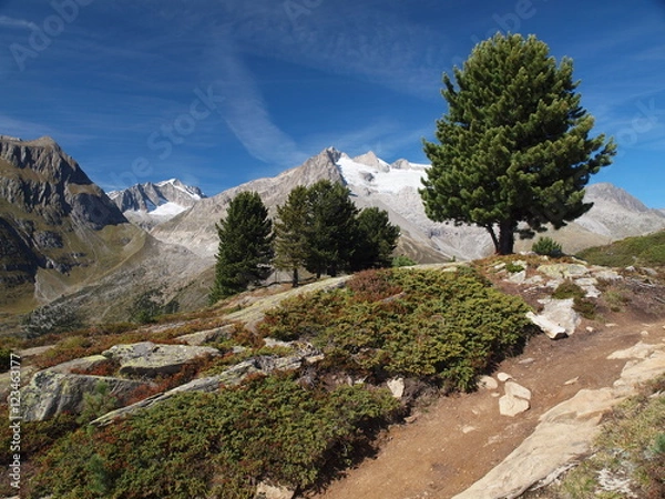 Obraz Weg im Aletschwald
