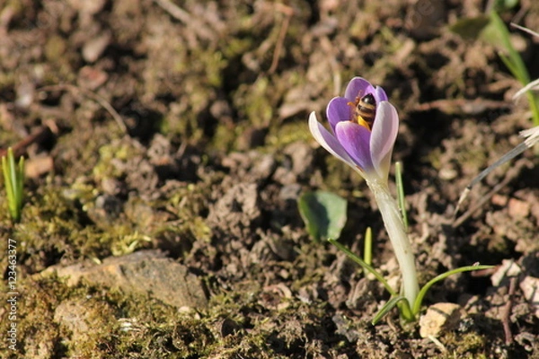 Fototapeta Heimischer Garten