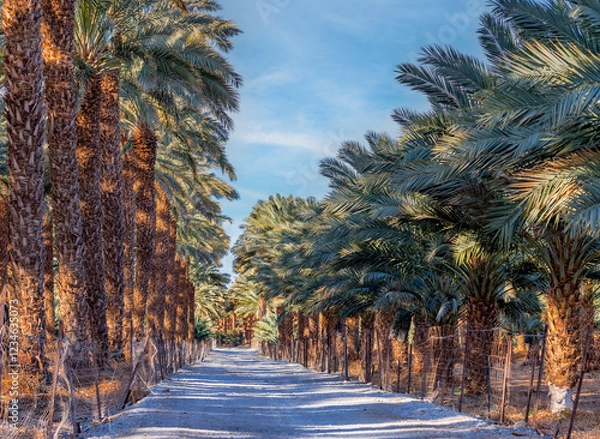 Obraz Countryside gravel road among plantations of date palms of different ages, image depicts food production as well sustainable agriculture industry in desert and arid areas of the Middle East