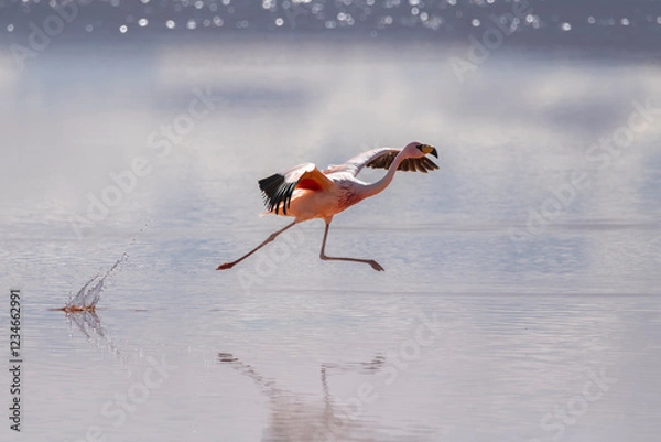 Obraz Flamingo taking off on the laguna colorada