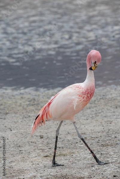 Obraz James flamingo scratching his neck while walking