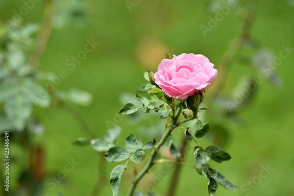 Obraz Pink rose