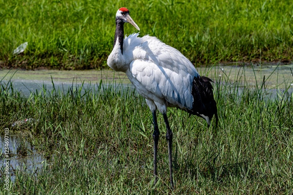 Obraz Red-crowned cranes looking for food in the lake