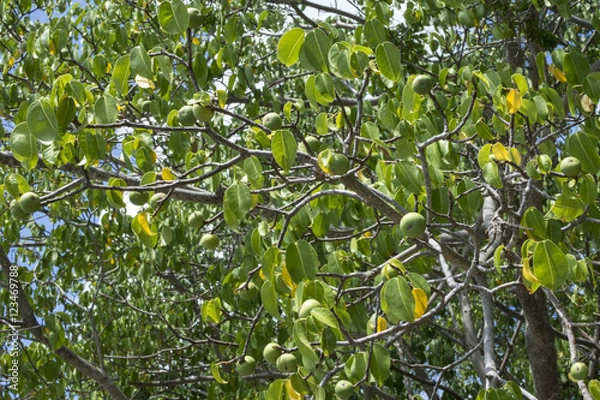 Obraz Deadly Manchineel Tree z owocami