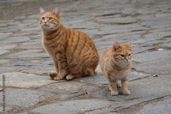 Fototapeta An adult ginger cat and a kitty at the Rila Monastery in Bulgaria in November
