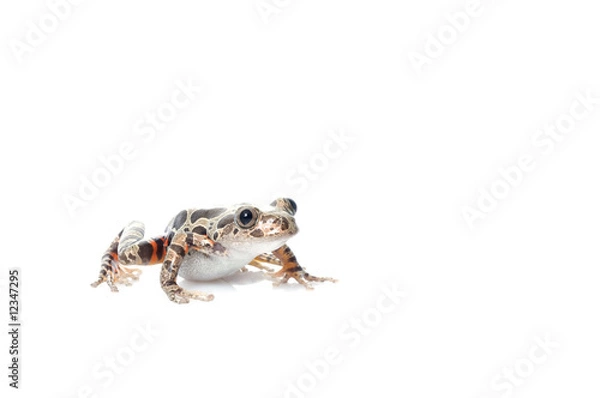 Obraz Tigerleg Walking Frog