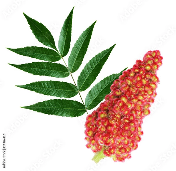 Obraz Staghorn Sumac