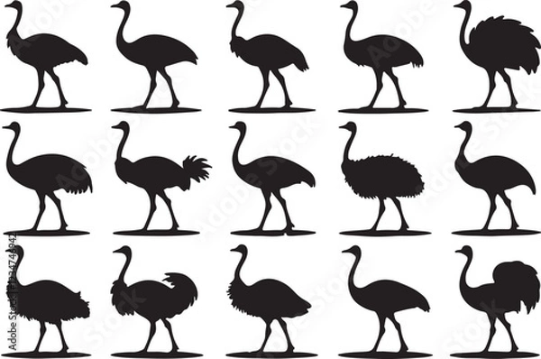 Obraz A variant style of ostrich silhouette vector, walking black silhouette, flat birds icon illustration design, isolated on a white background.