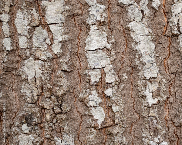 Obraz Bark texture with white fungus texture