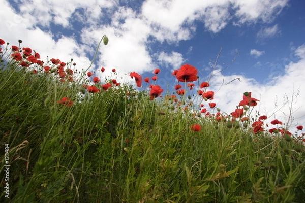 Obraz mohnblumen und wolken