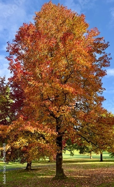 Fototapeta A sweet gum tree, liquidambar styraciflua, displaying gorgeous autumn colours in a park. 