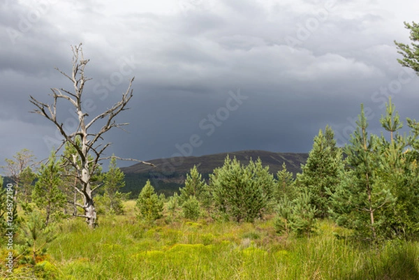 Fototapeta Ciel d'orage dans les Cairngorms