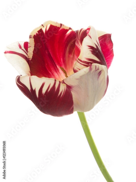 Obraz red-white tulip flower
