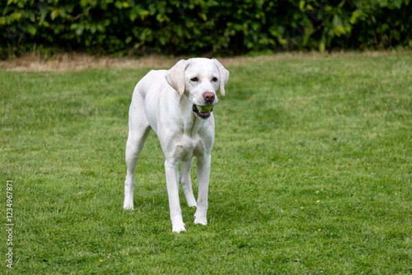Obraz White Labrador Retriever relaxing in the garden