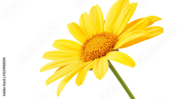Obraz Vibrant yellow daisy blooming with transparent background
