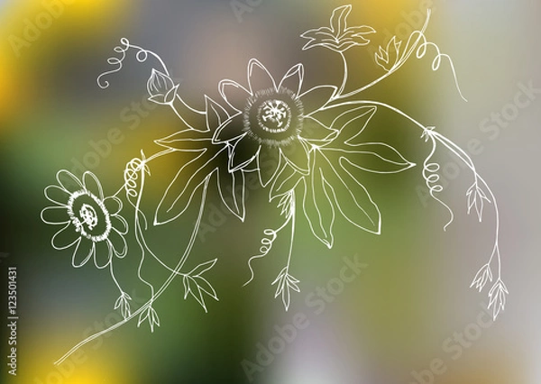 Fototapeta Sketch illustration of passiflora on gradient background. Vector