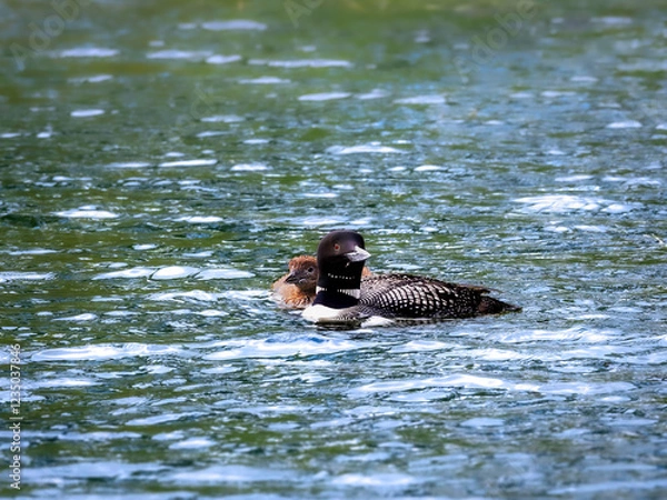 Obraz A beautiful Common Loon adult and a chick peaking around its parent on the water of a Minnesota lake.