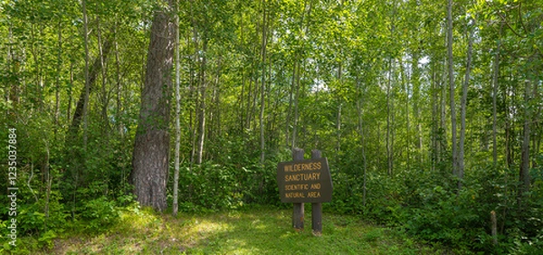 Obraz Wooden sign marking a Wilderness Sanctuary in Itasca State Park, located in a forest area in northern Minnesota.