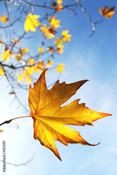 Obraz jesienne liście