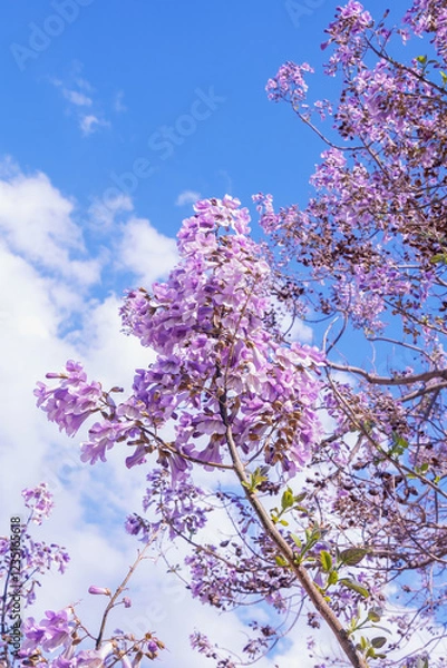 Fototapeta Branches of Paulownia tomentosa tree with beautiful pink flowers on sunny spring day