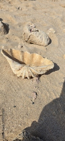 Obraz fish on the beach