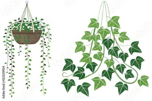 Fototapeta Hanging plants, indoor garden, cascading foliage, lush green leaves, string of pearls, pothos, ivy, botanical decor, white background, isolated plants, vertical gardening, trailing vines, houseplants,
