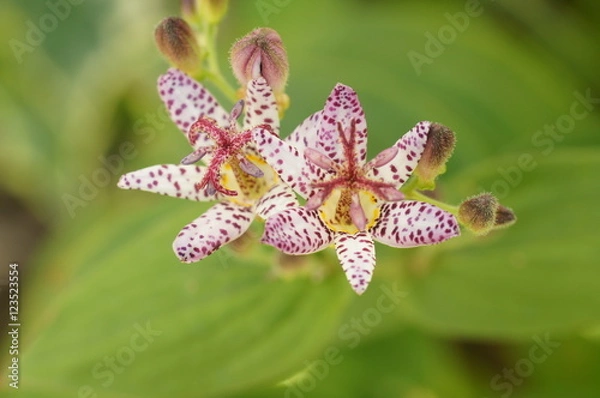 Fototapeta 秋の花　ホトトギス