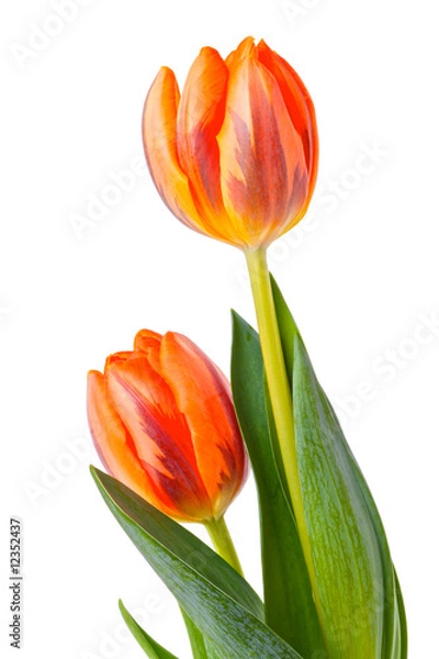 Obraz Tulpe
