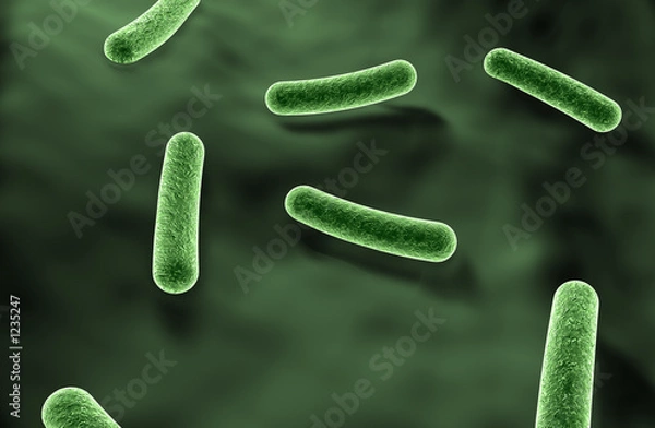Obraz bacteria