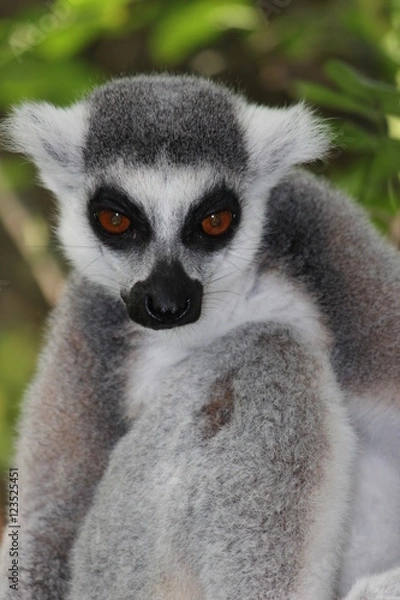 Fototapeta Katta Affe