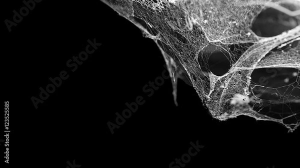 Obraz cobweb or spider web isolated on black background