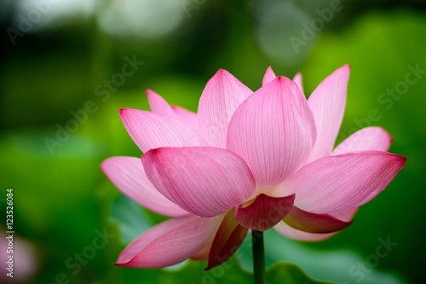 Fototapeta 蓮の花